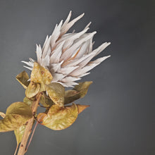 Load image into Gallery viewer, Protea King NZ
