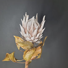 Load image into Gallery viewer, Protea King NZ
