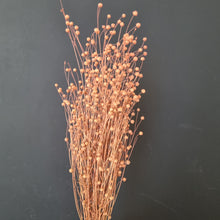 Load image into Gallery viewer, Linseed Orange
