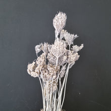 Load image into Gallery viewer, Wild Carrot Flower NZ - White
