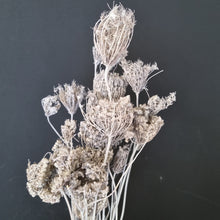 Load image into Gallery viewer, Wild Carrot Flower NZ - White
