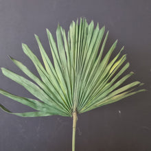 Load image into Gallery viewer, Palm Suncut Green
