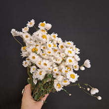 Load image into Gallery viewer, Rodanthe Paper Daisy White
