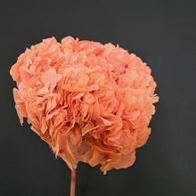 Load image into Gallery viewer, Hydrangea Large Petal Antique Peach
