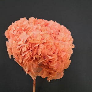 Hydrangea Large Petal Antique Peach
