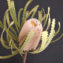 Load image into Gallery viewer, Banksia Hookeriana Natural
