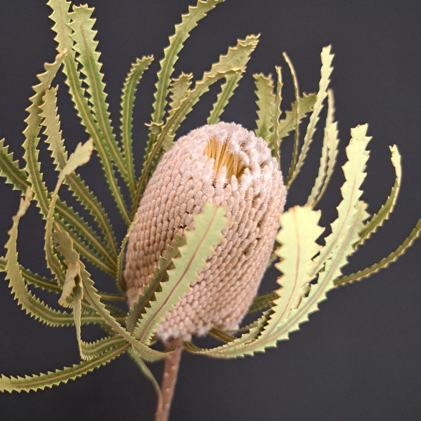Banksia Hookeriana Natural