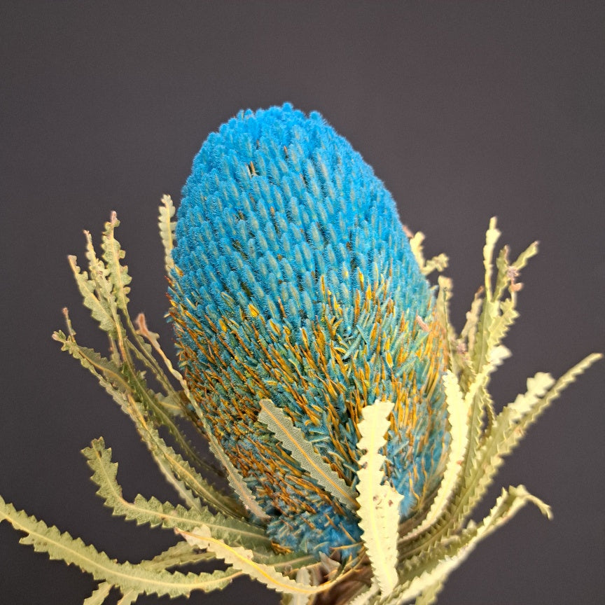 Banksia Hookeriana Baby Blue