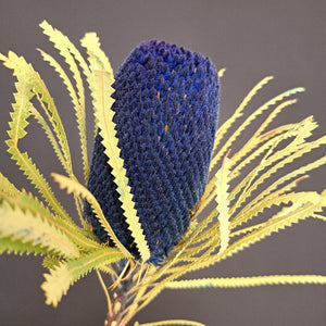 Banksia Hookeriana Midnight Blue