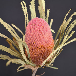 Banksia Hookeriana Rose Pink