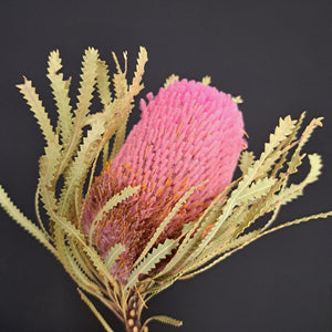 Banksia Hookeriana Light Pink