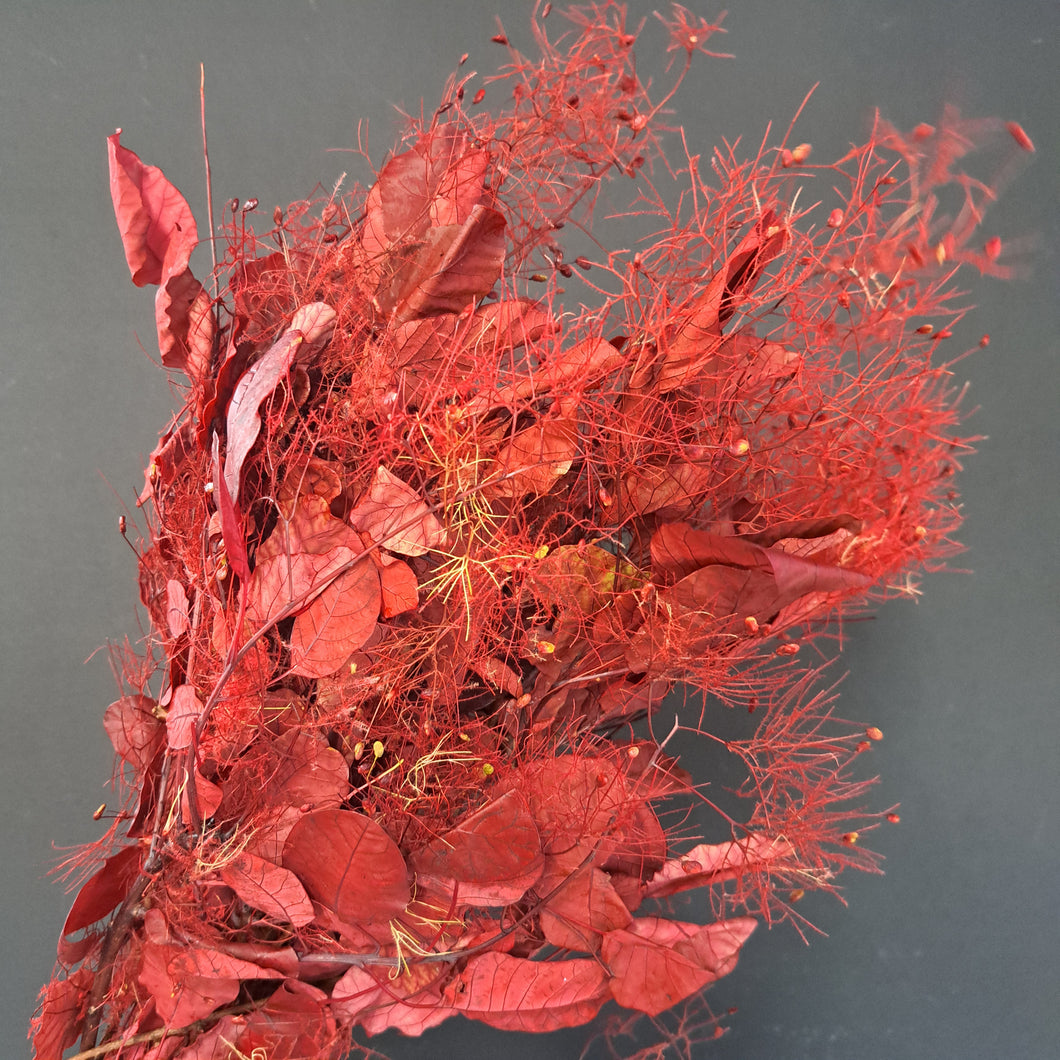 Smoke Bush - Red