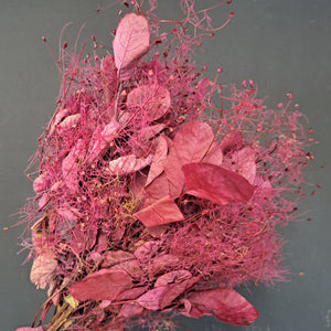 Smoke Bush - Burgundy