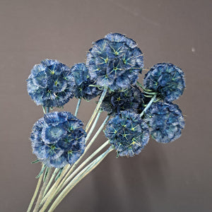 Scabiosa Blue