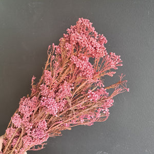 Rice Flower Dark Pink