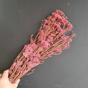 Rice Flower Dark Pink