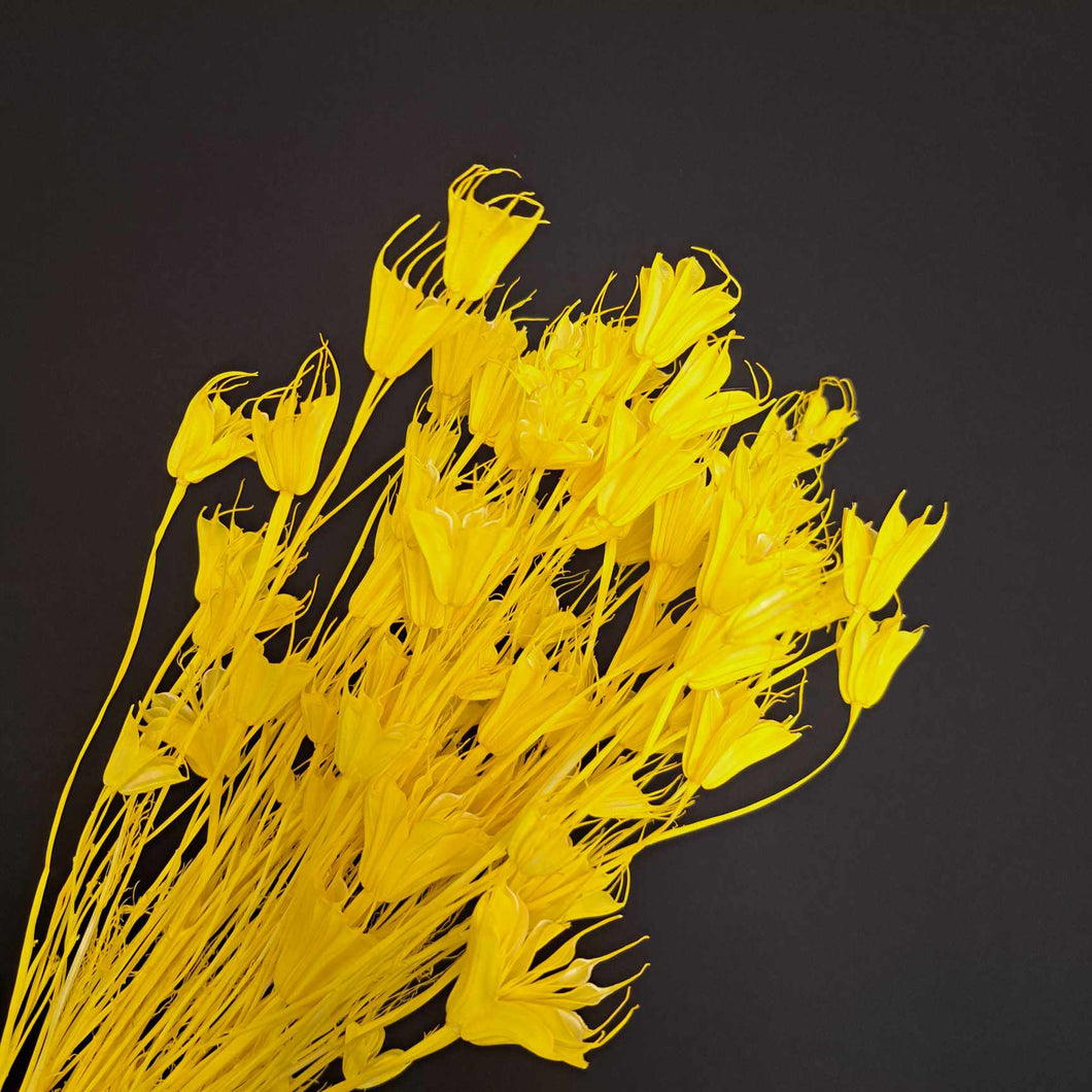 Nigella - Octagon Flowers Yellow