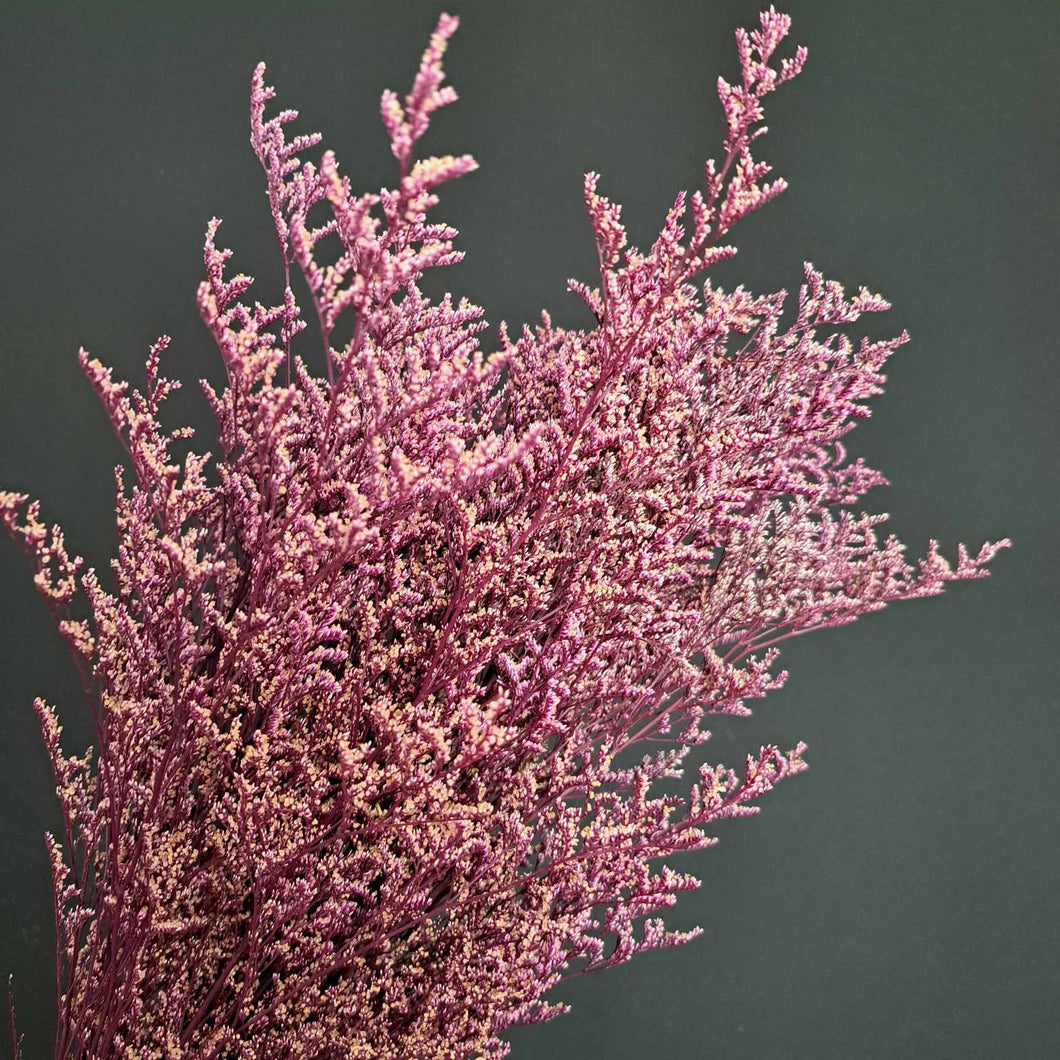 Limonium/Misty Pink