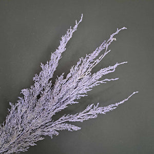 Conifer- NZ Lilac