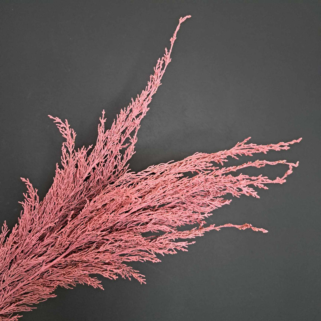Conifer- NZ Dark Pink