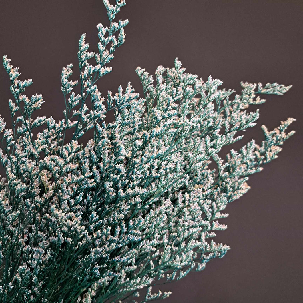 Limonium/Misty Blue