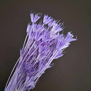 Nigella - Octagon Flowers Purple