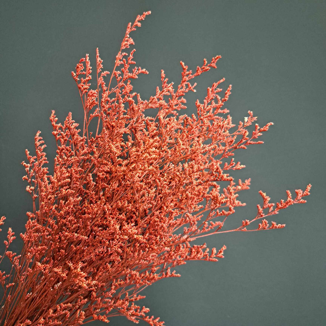Limonium/Misty Red