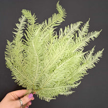 Load image into Gallery viewer, Mini Fern Green
