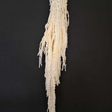 Load image into Gallery viewer, Amaranthus Bleached
