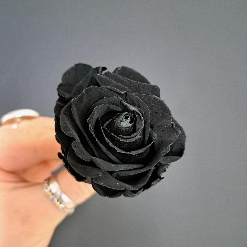 Standard Rose Heads - Black
