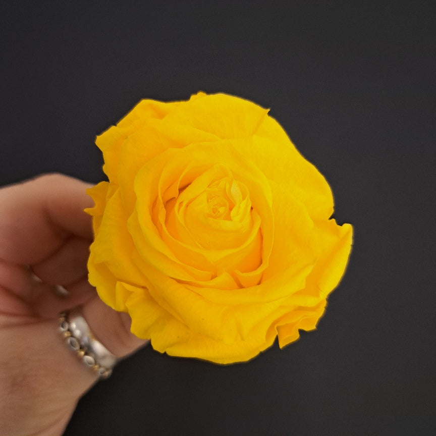Standard Rose Heads - Yellow