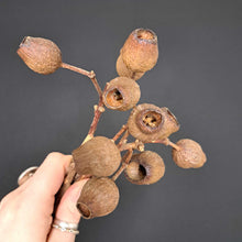 Load image into Gallery viewer, Eucalyptus Gum Nuts - Natural
