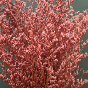 Limonium/Misty Red