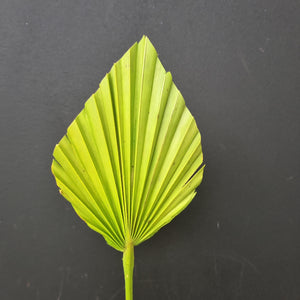 Palm Spear Lime Green