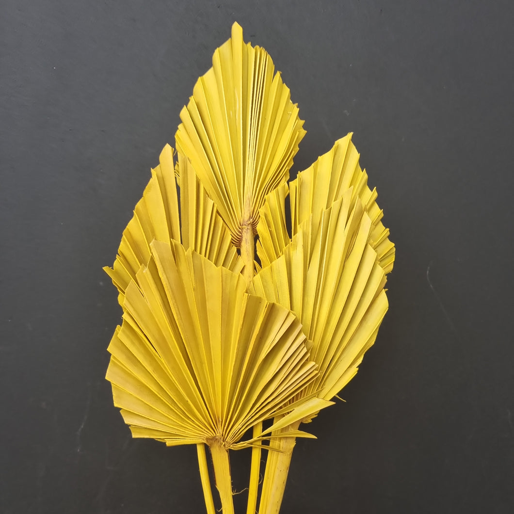 Palm Spear Yellow