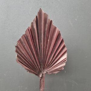 Palm Spear Chocolate