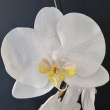 Load image into Gallery viewer, Premium Artificial Phalaenopsis Stem - White
