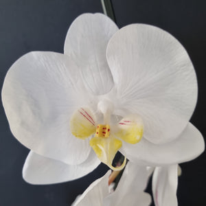 Premium Artificial Phalaenopsis Stem - White