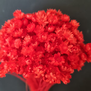 Starflower Blossom Red