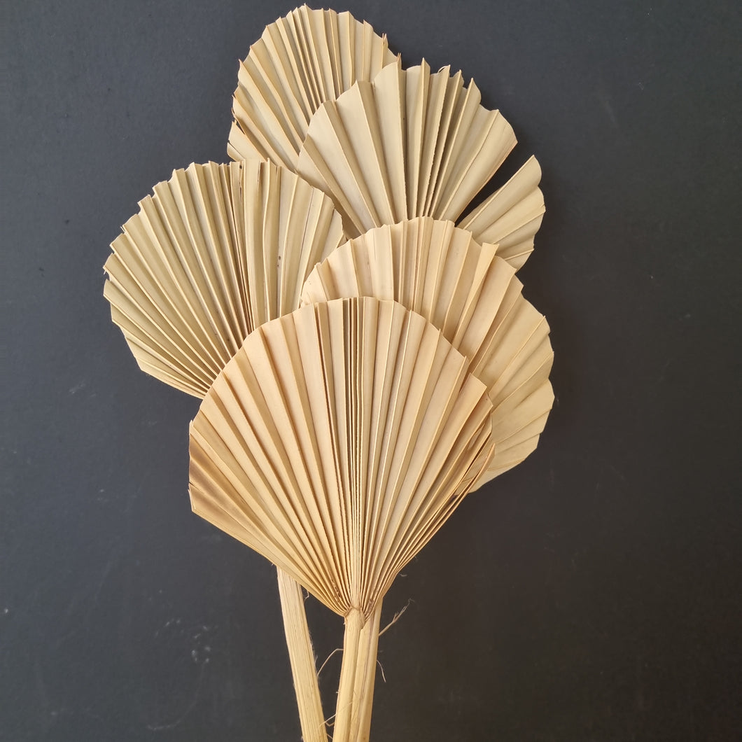 Palm Round Peach