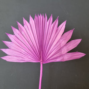 Palm Suncut Lilac