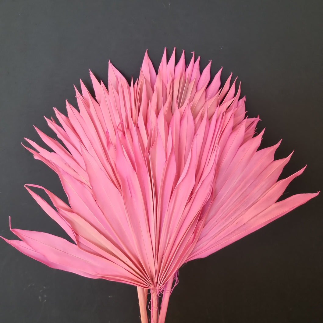 Palm Suncut Pink