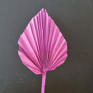 Palm Spear Lilac