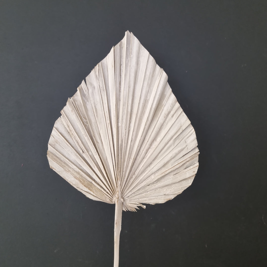 Palm Spear Cut White Washed Large