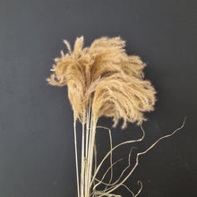 Load image into Gallery viewer, Miscanthus grass NZ Natural
