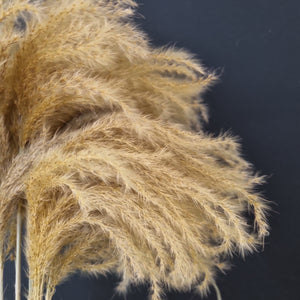 Miscanthus grass NZ Natural