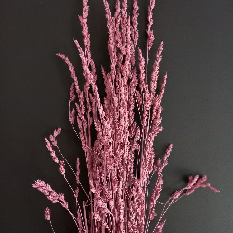 Cocksfoot Grass-NZ Dark Pink