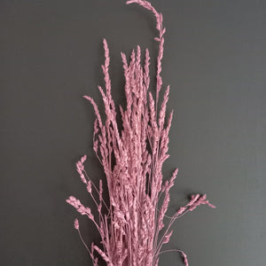 Cocksfoot Grass-NZ Dark Pink