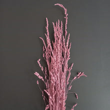 Load image into Gallery viewer, Cocksfoot Grass-NZ Dark Pink
