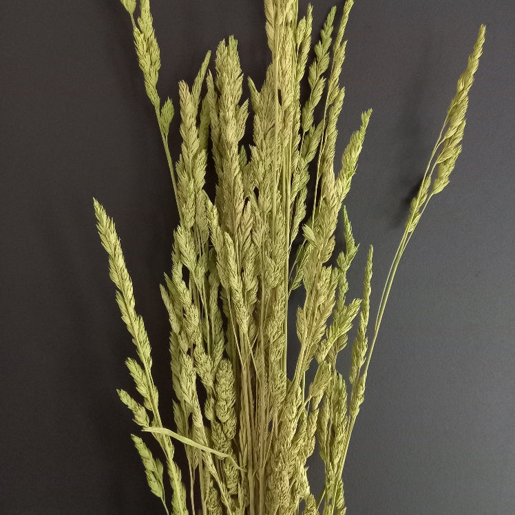 Cocksfoot Grass-NZ Green